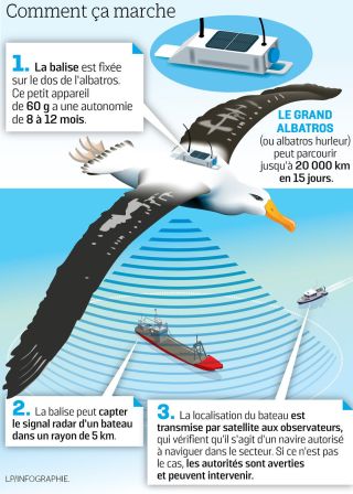 albatrosentinel2