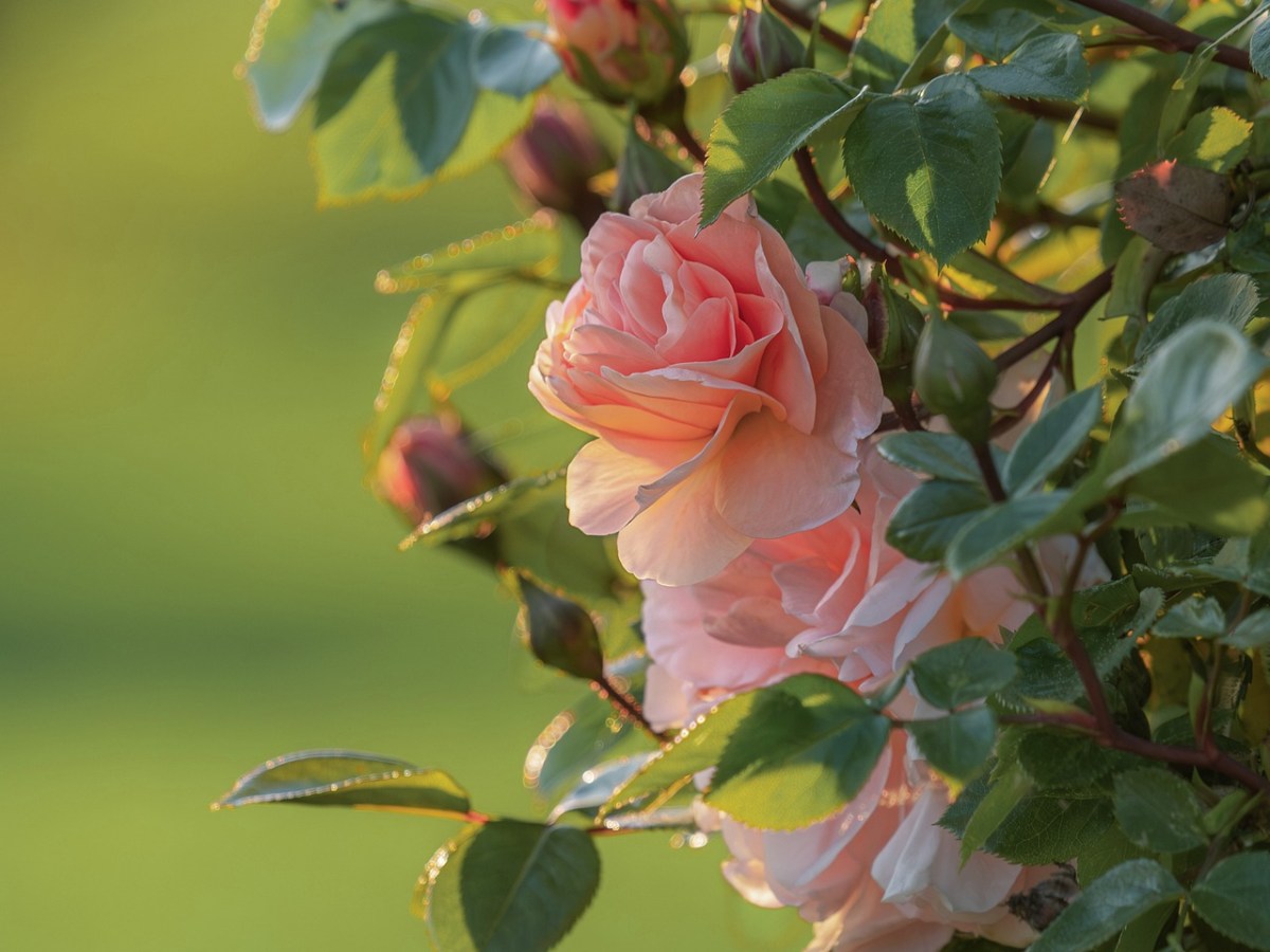 Rosa di maggio